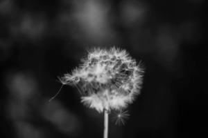 Family Law Solicitor