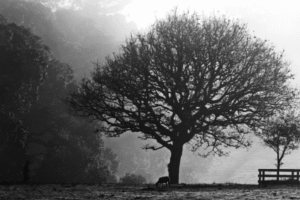 Family Law Paralegal