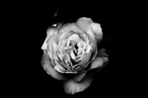 Family Law Advice Free 