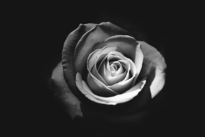 No Fault Divorce